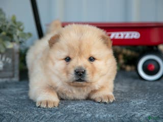 Chow Chow dogs Coach - Ad 5