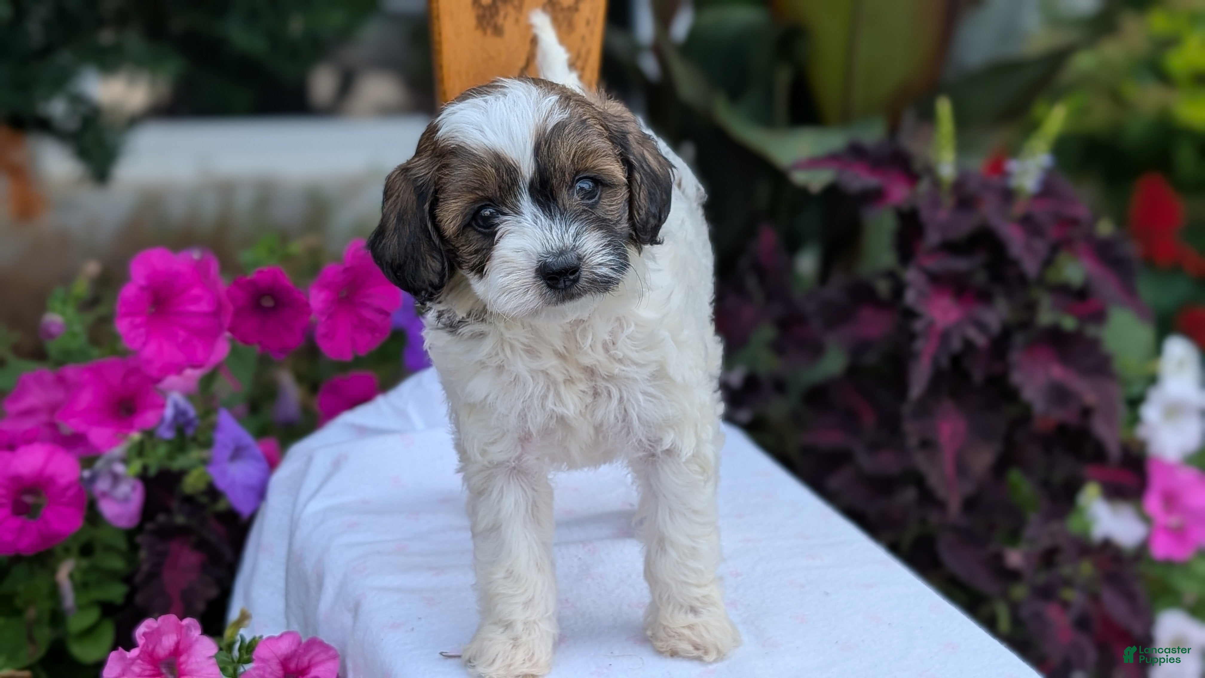 Maltipoo dogs Koko - Ad 2