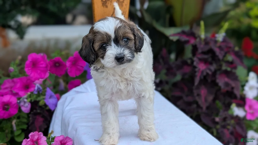Maltipoo dogs for sale: Koko - Ad 2