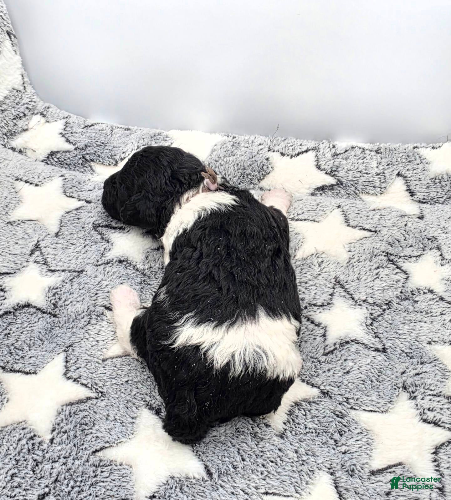Miniature Poodle dogs for sale: Sorbet - Ad 2