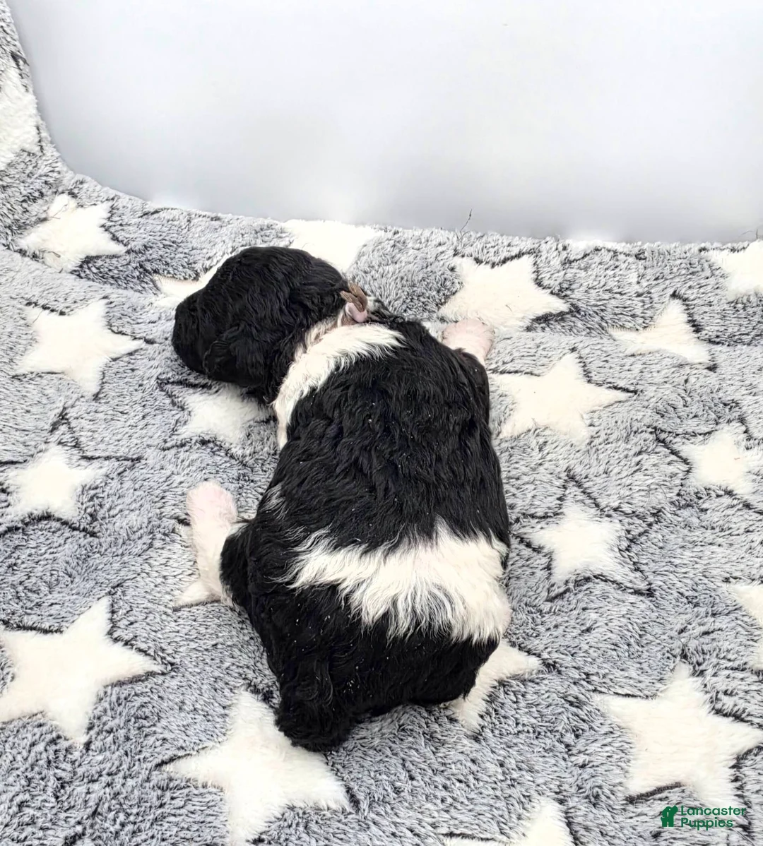 Miniature Poodle dogs for sale: Sorbet - Ad 2