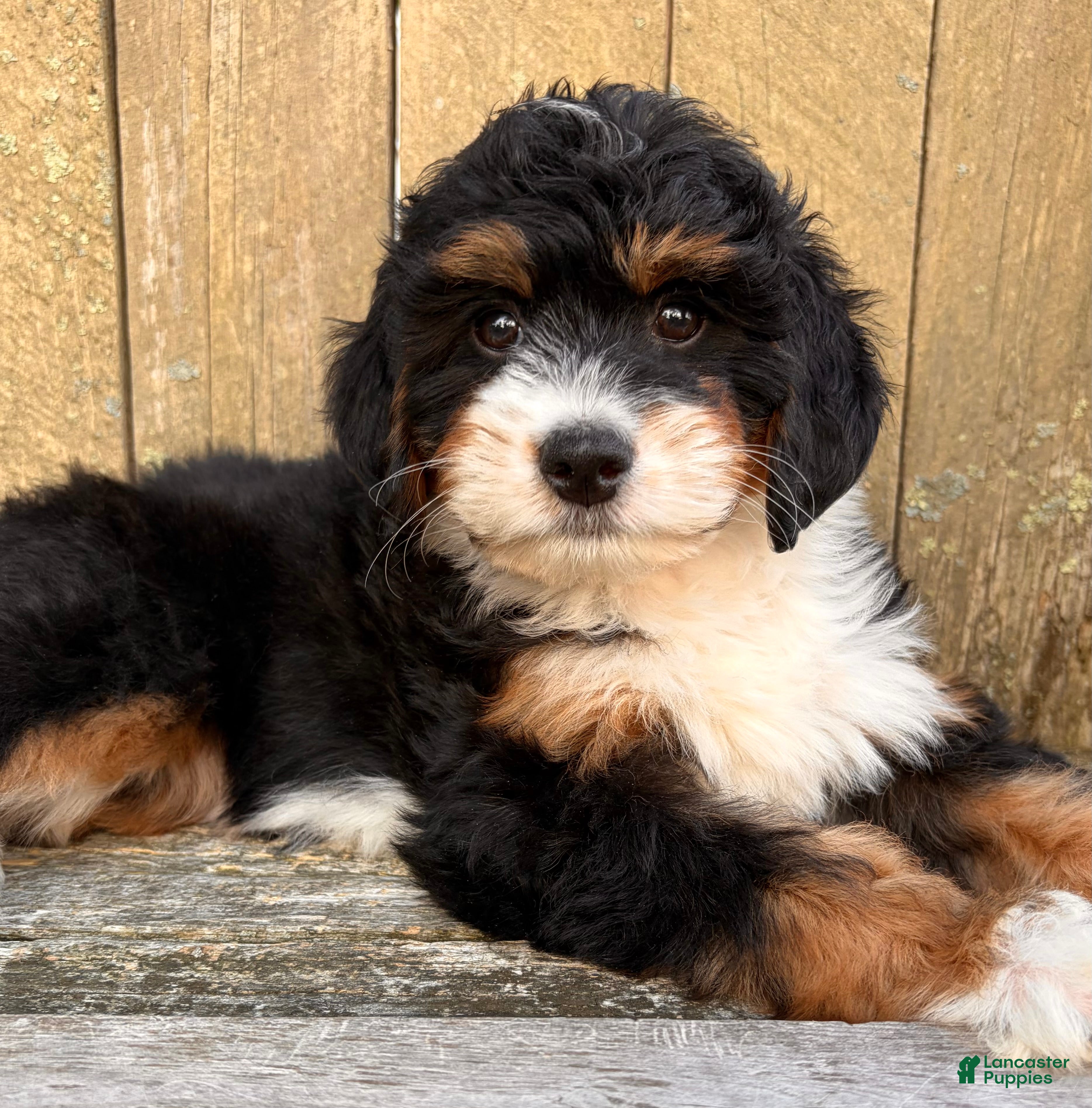 Mini Bernedoodle dogs for sale: ❤️IN BOSTON MASSACHUSETTS AREA❤️MINI BERNEDOODLE GIRL❤️ - Ad 10