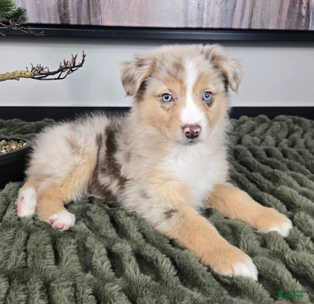 Miniature Australian Shepherd dogs for sale: Rusty - Ad 2