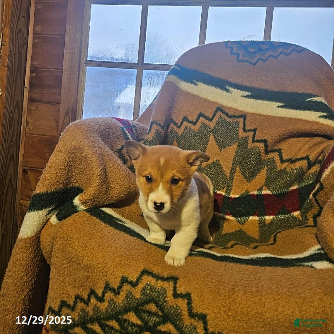 Mixed Breed dogs for sale: Samantha - Ad 1