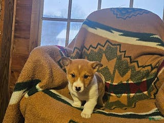 Mixed Breed dogs Samantha - Ad 24