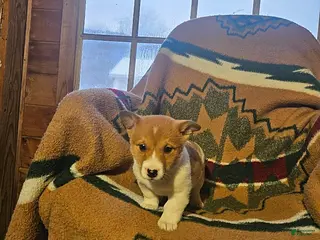 Mixed Breed dogs Samantha - Ad 24