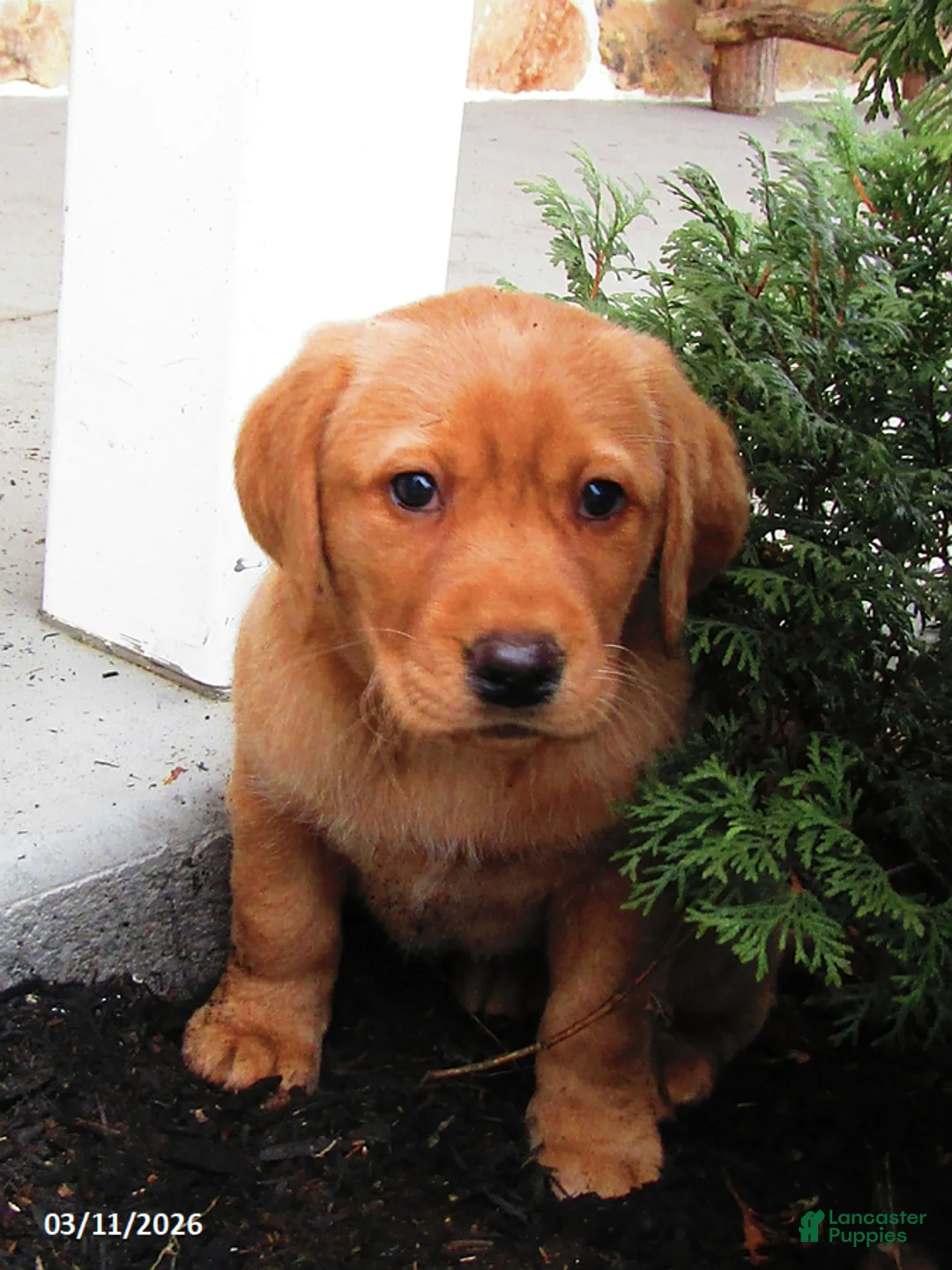 Labrador Retriever dogs for sale: Kacey - Ad 2