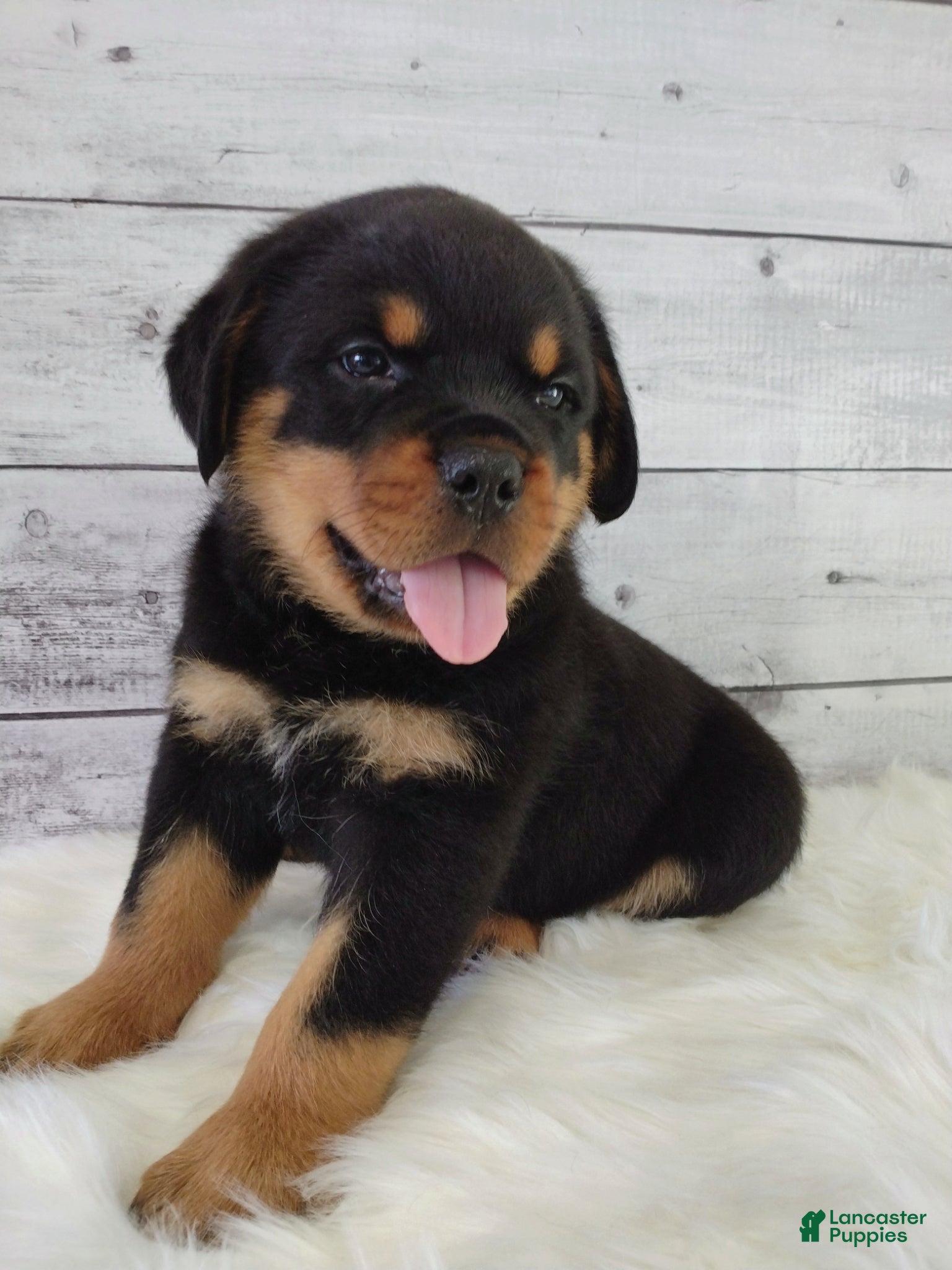 Rottweiler dogs Rico - Ad 1