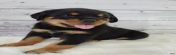 Rottweiler dogs for sale: Rico - Ad 3