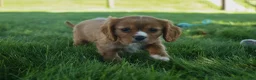 Cavalier King Charles Spaniel dogs for sale: Fletcher 🐶💙 - Ad 1