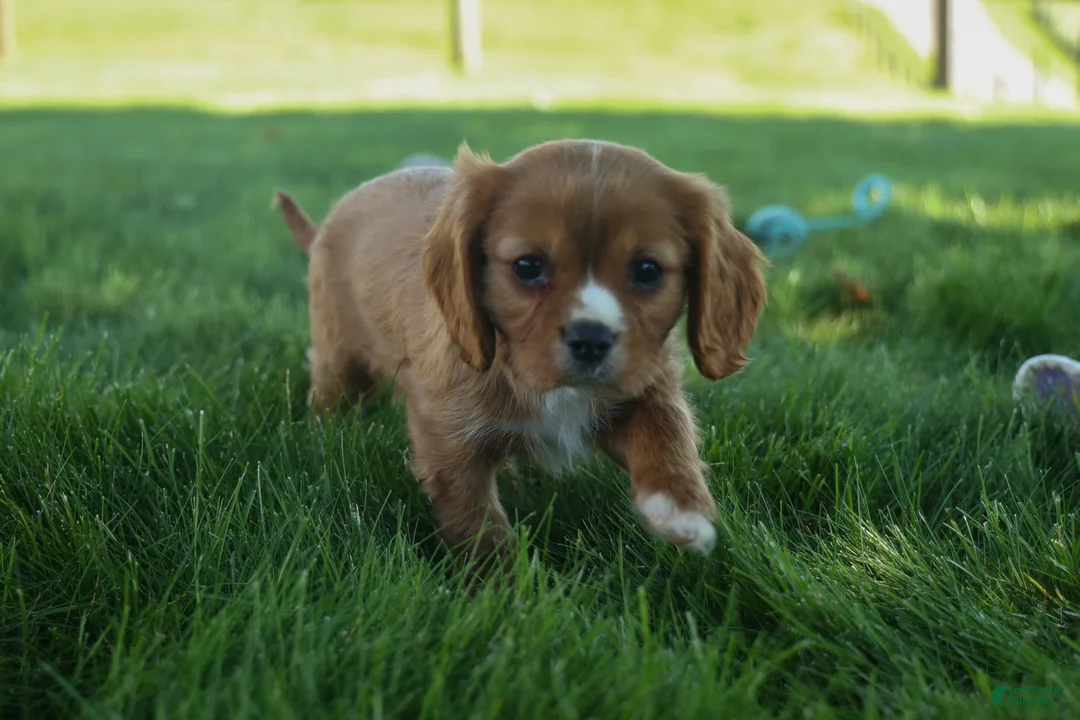 Cavalier King Charles Spaniel dogs for sale: Fletcher 🐶💙 - Ad 1