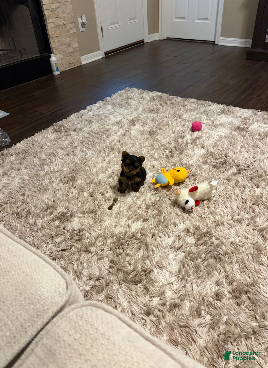 Yorkshire Terrier dogs for sale: Yorkshire Terrier Puppy 1 - Ad 2