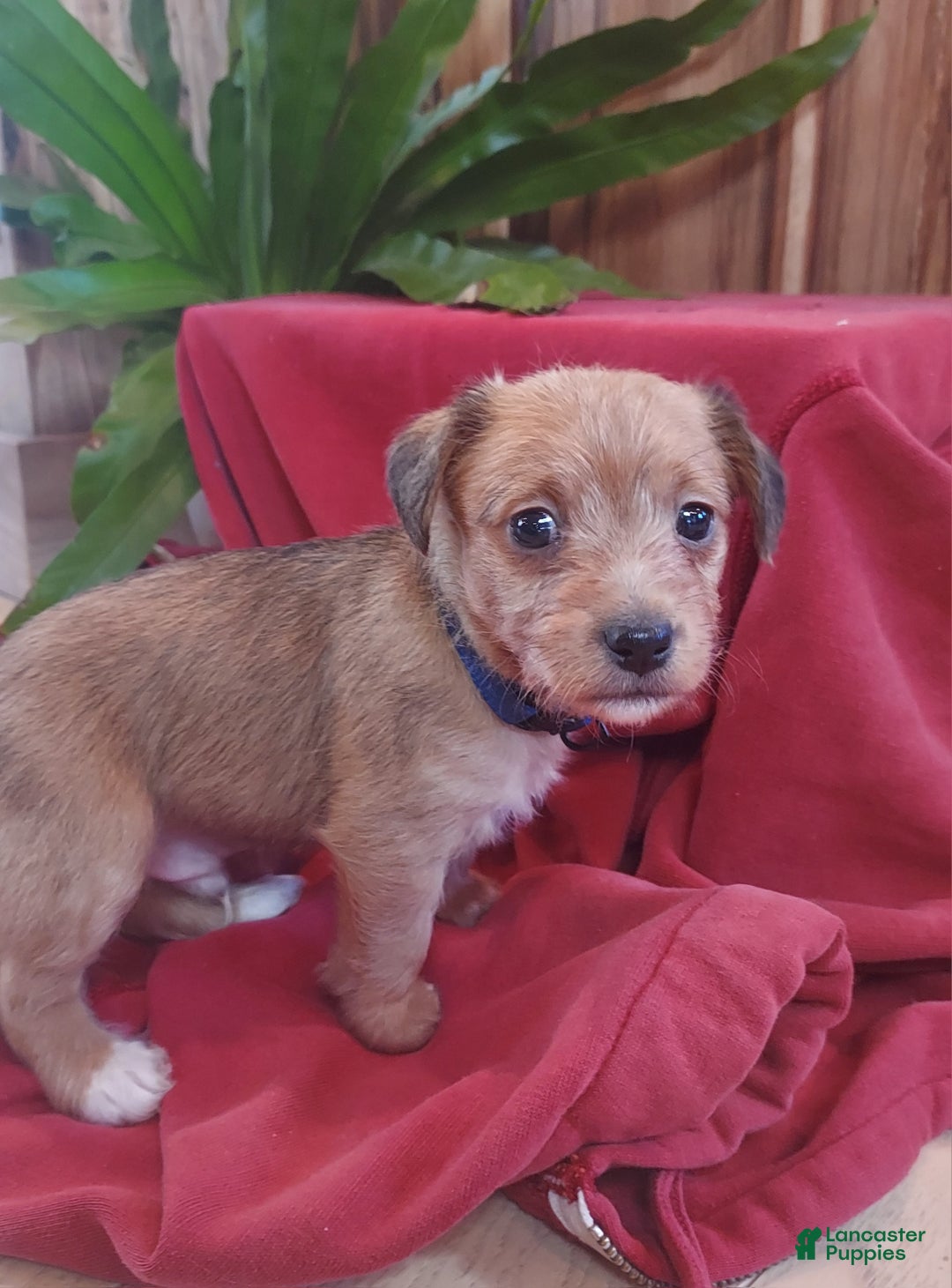 Jackapoo dogs for sale: Thomas - Ad 6