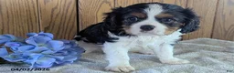 Cavalier King Charles Spaniel dogs for sale: Harvey - Ad 3