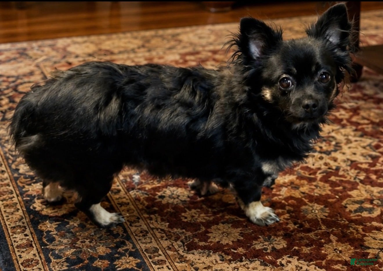 Chiweenie dogs Chiweenie 1 - Ad 2