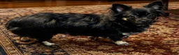 Chiweenie dogs for sale: Chiweenie 1 - Ad 2