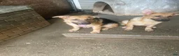 German Shepherd dogs for sale: Frack - Ad 10