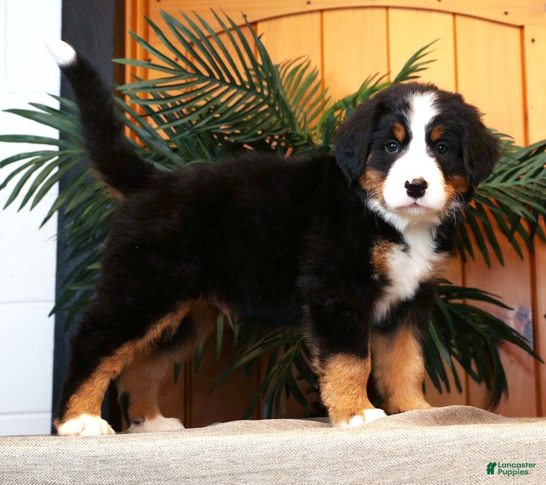 Bernese Mountain Dog dogs for sale: Jordan - Ad 5
