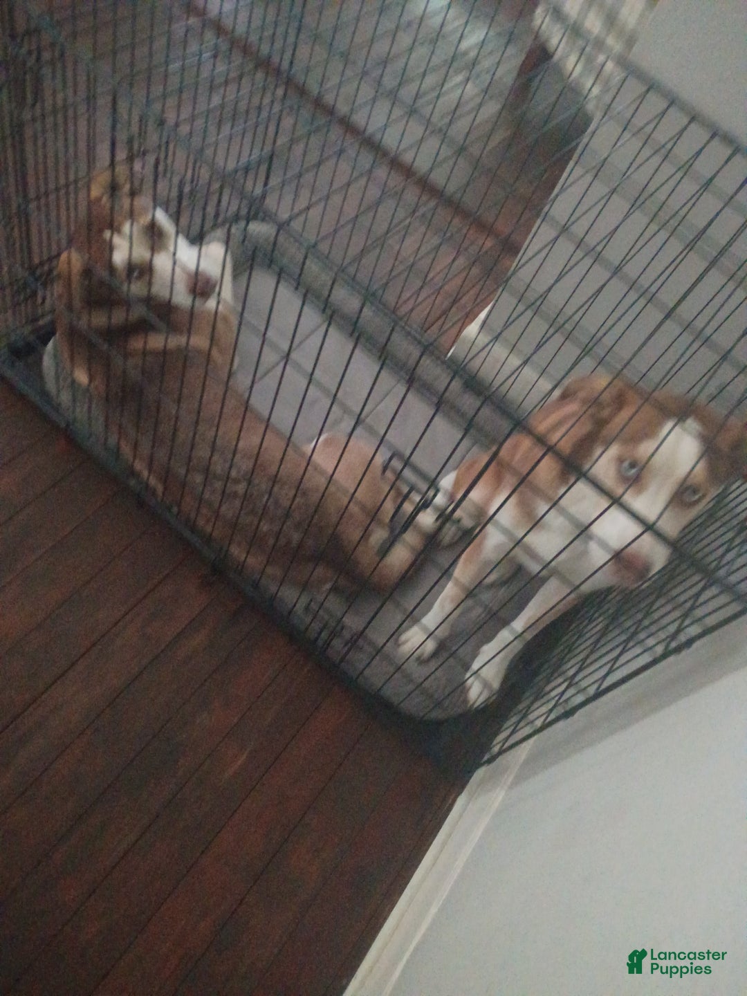 Mixed Breed dogs for sale: Mixed Breed Puppy 1 - Ad 3