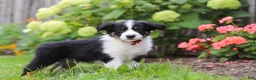 Toy Australian Shepherd dogs for sale: Charles - Ad 3