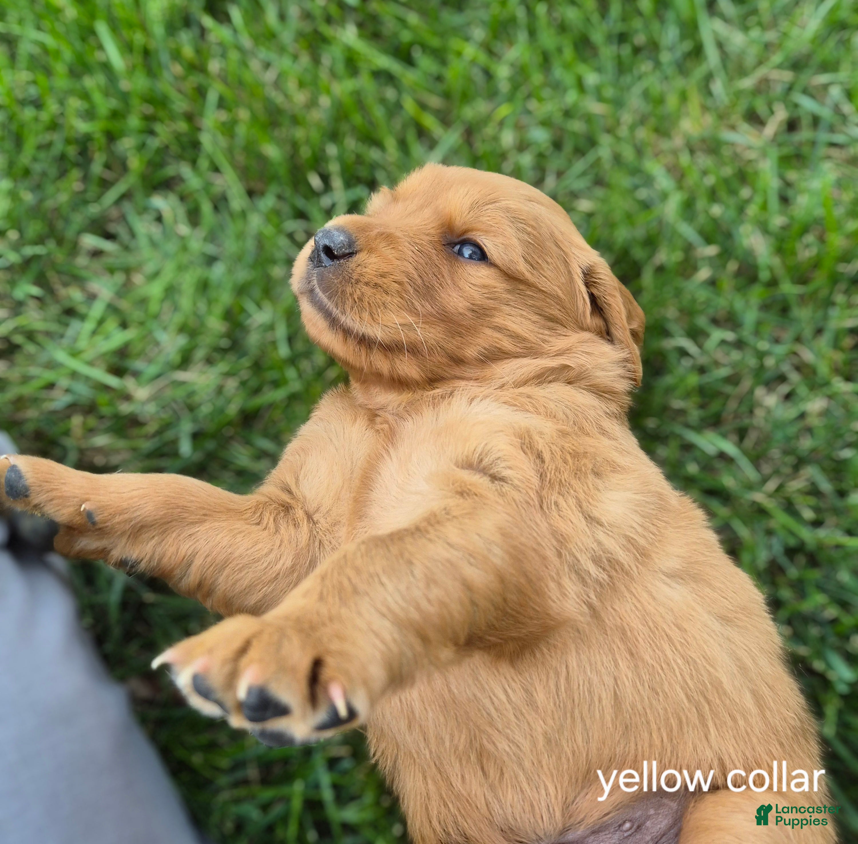 Golden Retriever dogs Finn (Yellow Collar) - Ad 1