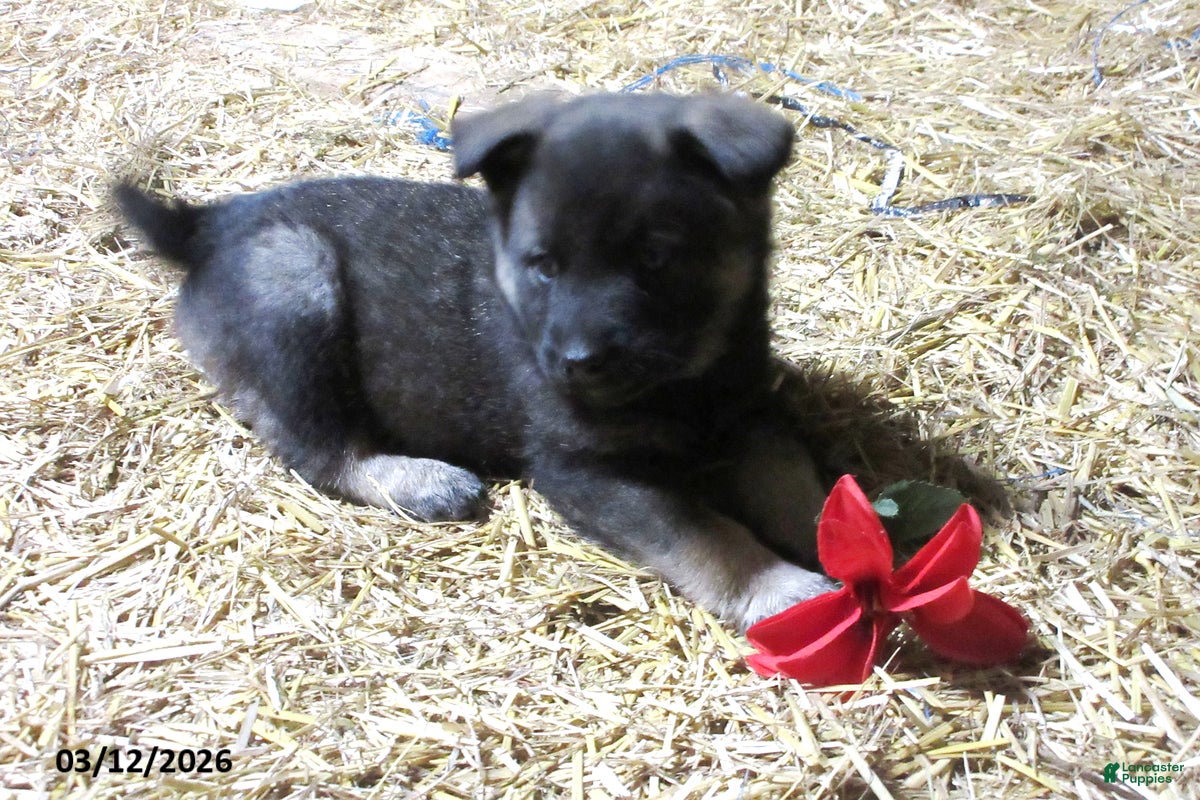 Norwegian Elkhound dogs Magnus - Ad 1