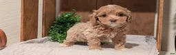 Cockapoo dogs for sale: Ezi - Ad 6