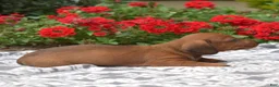 Miniature Dachshund dogs for sale: Galaxy - Ad 3