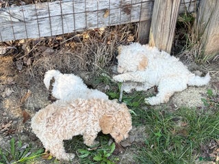 Mini Goldendoodle dogs - Ad 19
