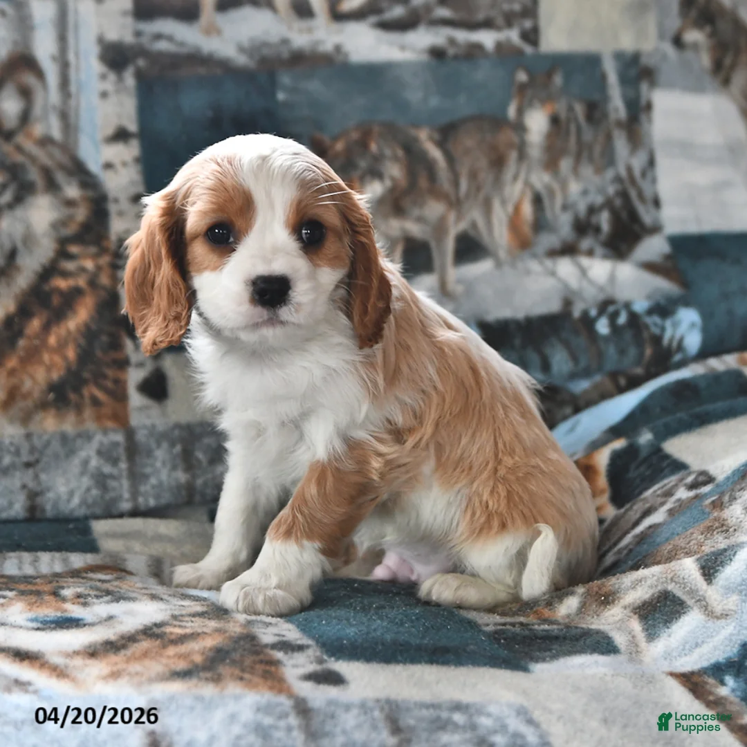Cavalier King Charles Spaniel dogs for sale: Hank - Ad 1
