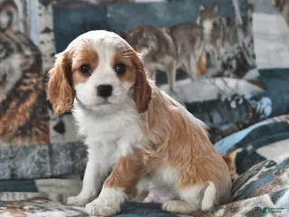 Cavalier King Charles Spaniel dogs for sale: Hank - Ad 3
