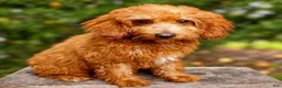 Mini Goldendoodle dogs for sale: Rosie - Ad 2