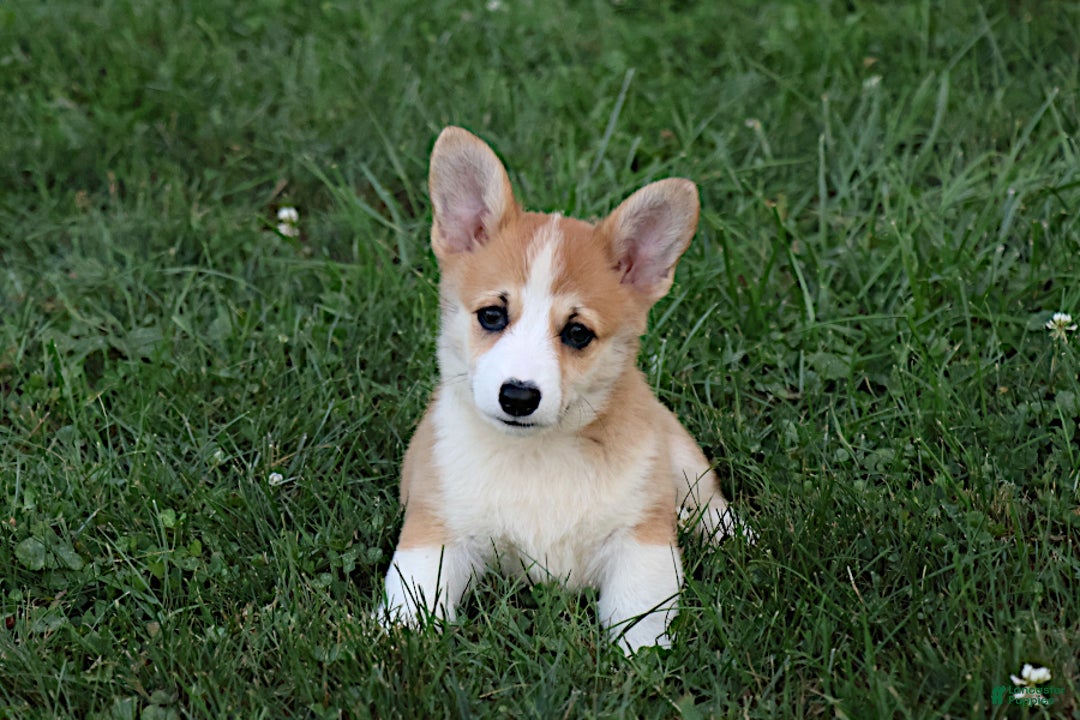 Pembroke Welsh Royal Ridge Corgis Dog Breeds Sable Cardigan Welsh