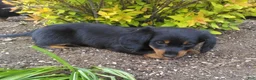 Dachshund dogs for sale: Lexi - Ad 8