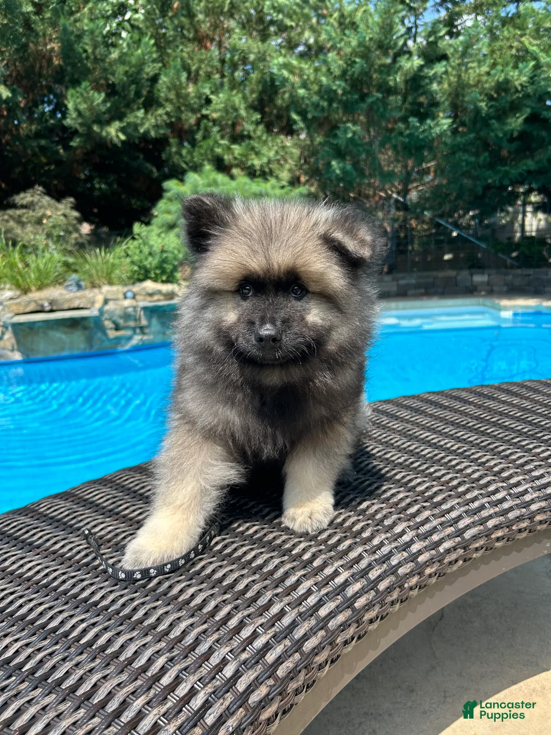 Keeshond dogs for sale: Milo - Ad 1