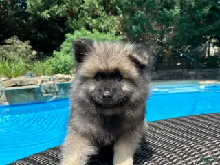 Keeshond dogs Milo - Ad 6