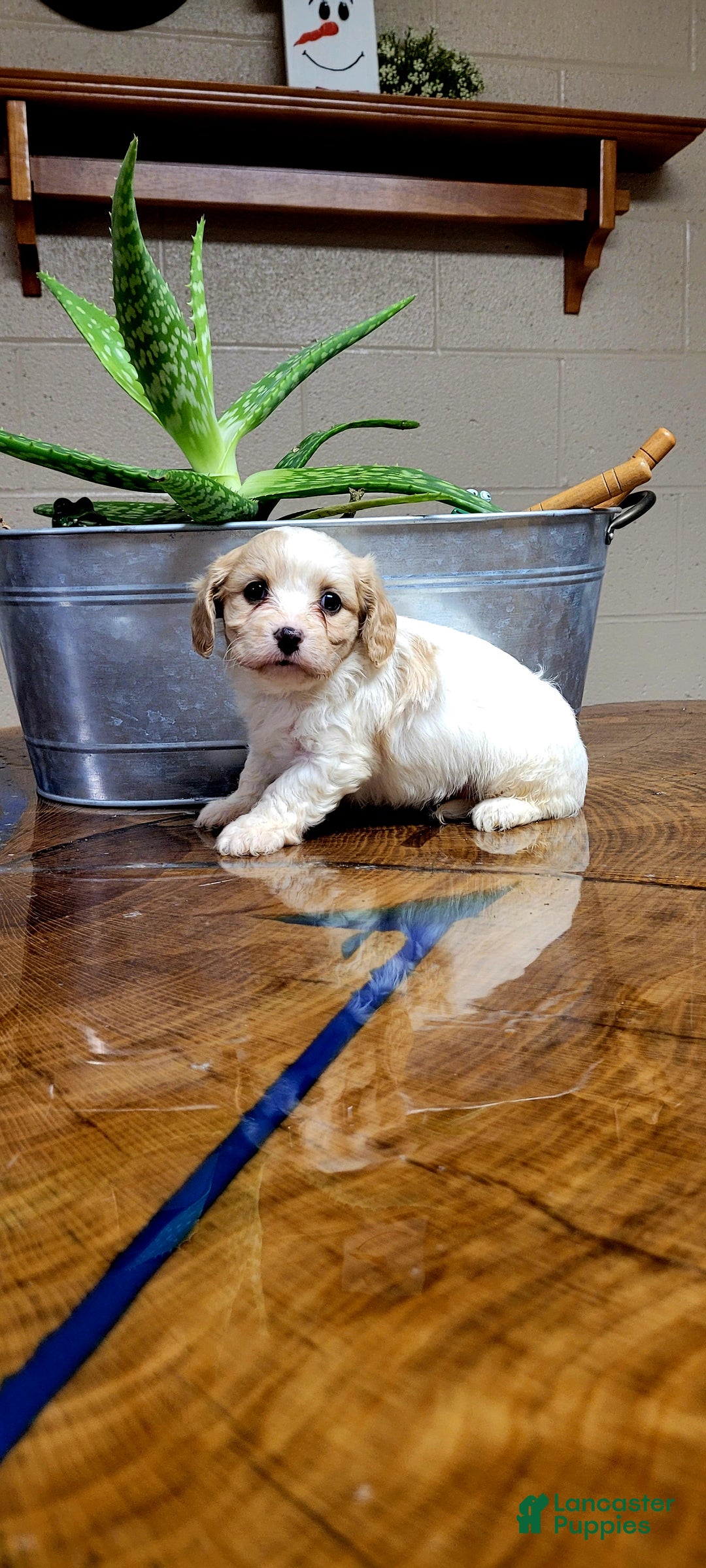 Cavachon dogs for sale: Bela  - Ad 2