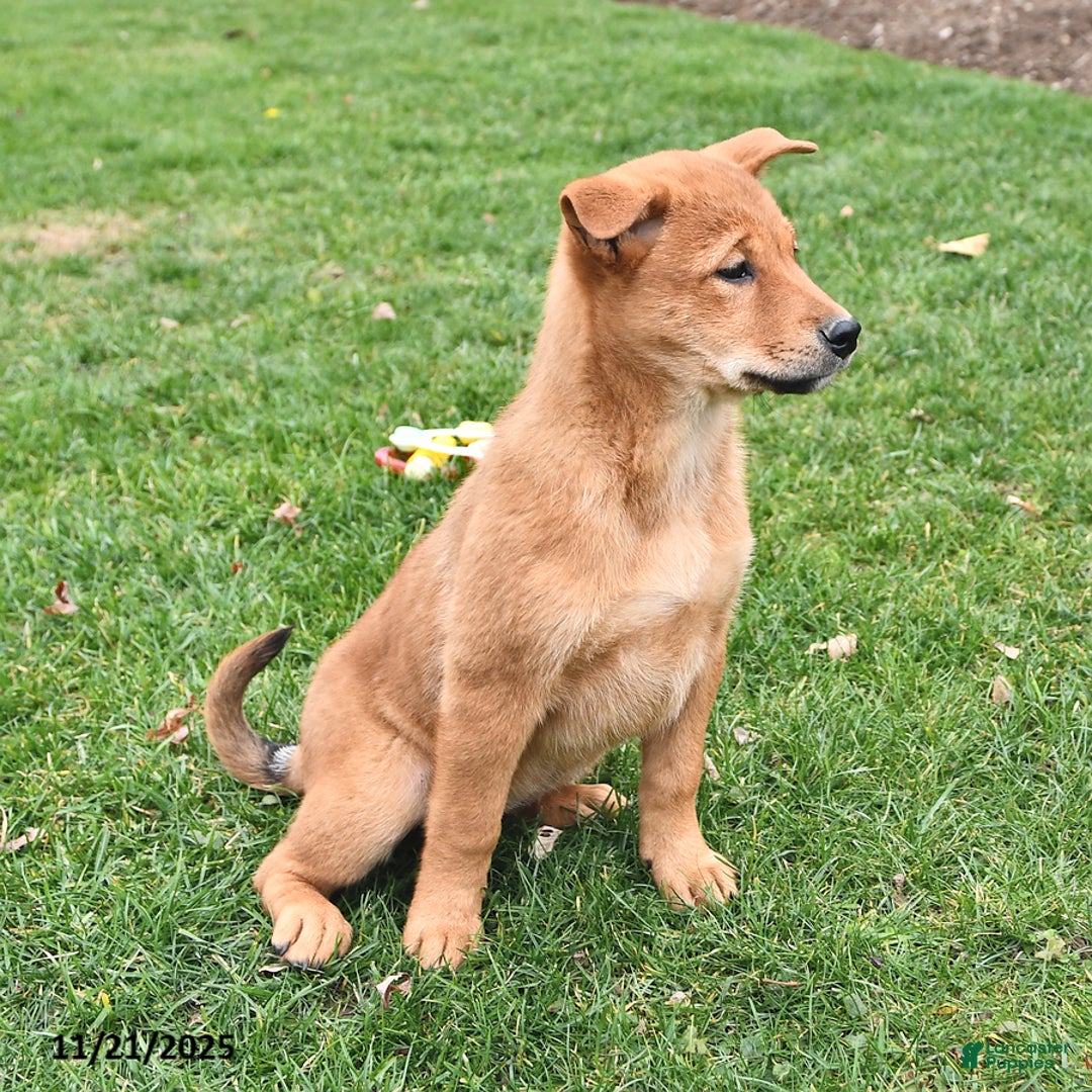 Mixed Breed dogs for sale: Tootsie - Ad 10