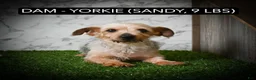 Morkie dogs for sale: Morkie 2 - Ad 9