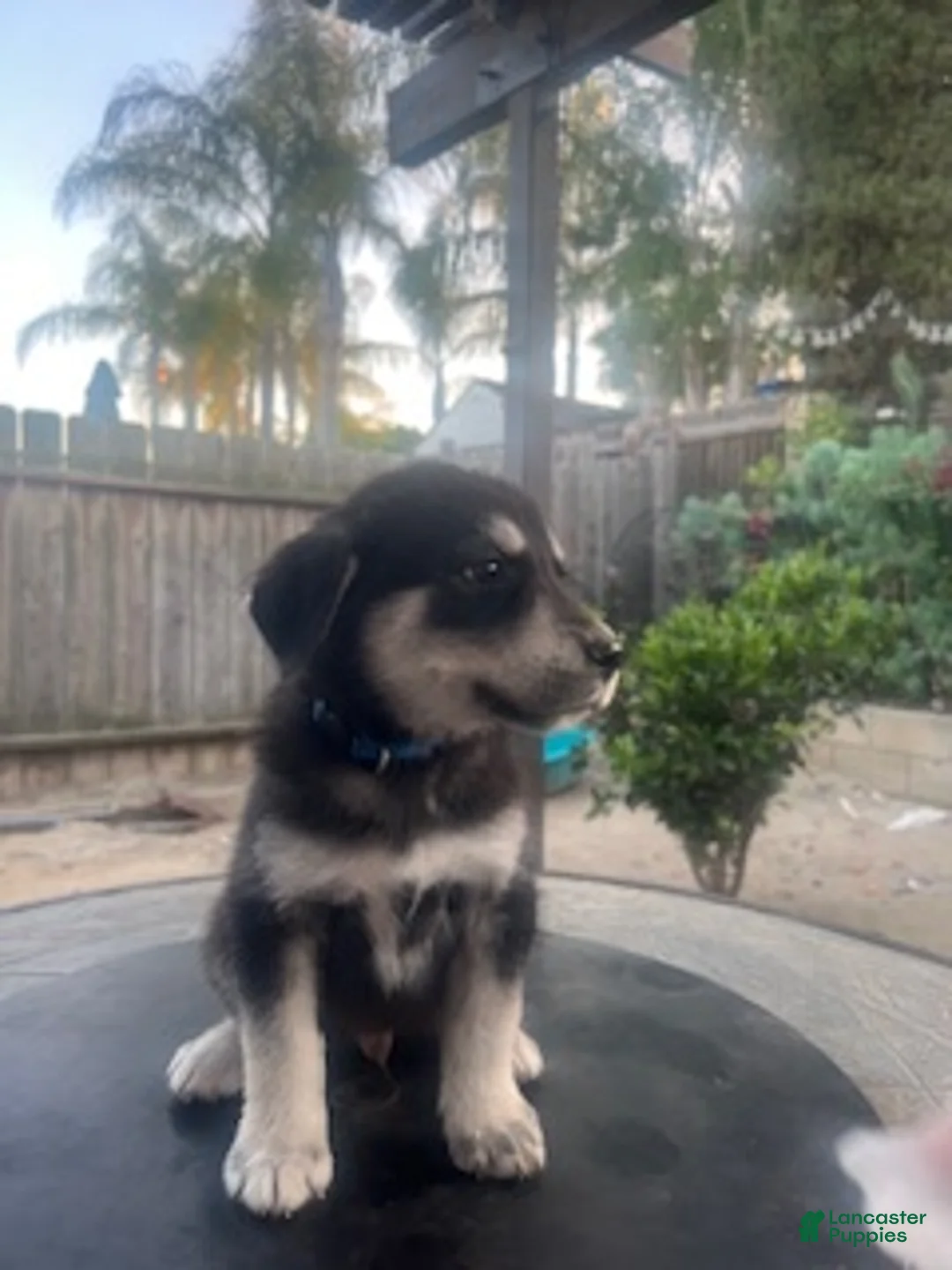 Goberian dogs for sale: Goberian Puppy 7 (Blue) - Ad 2