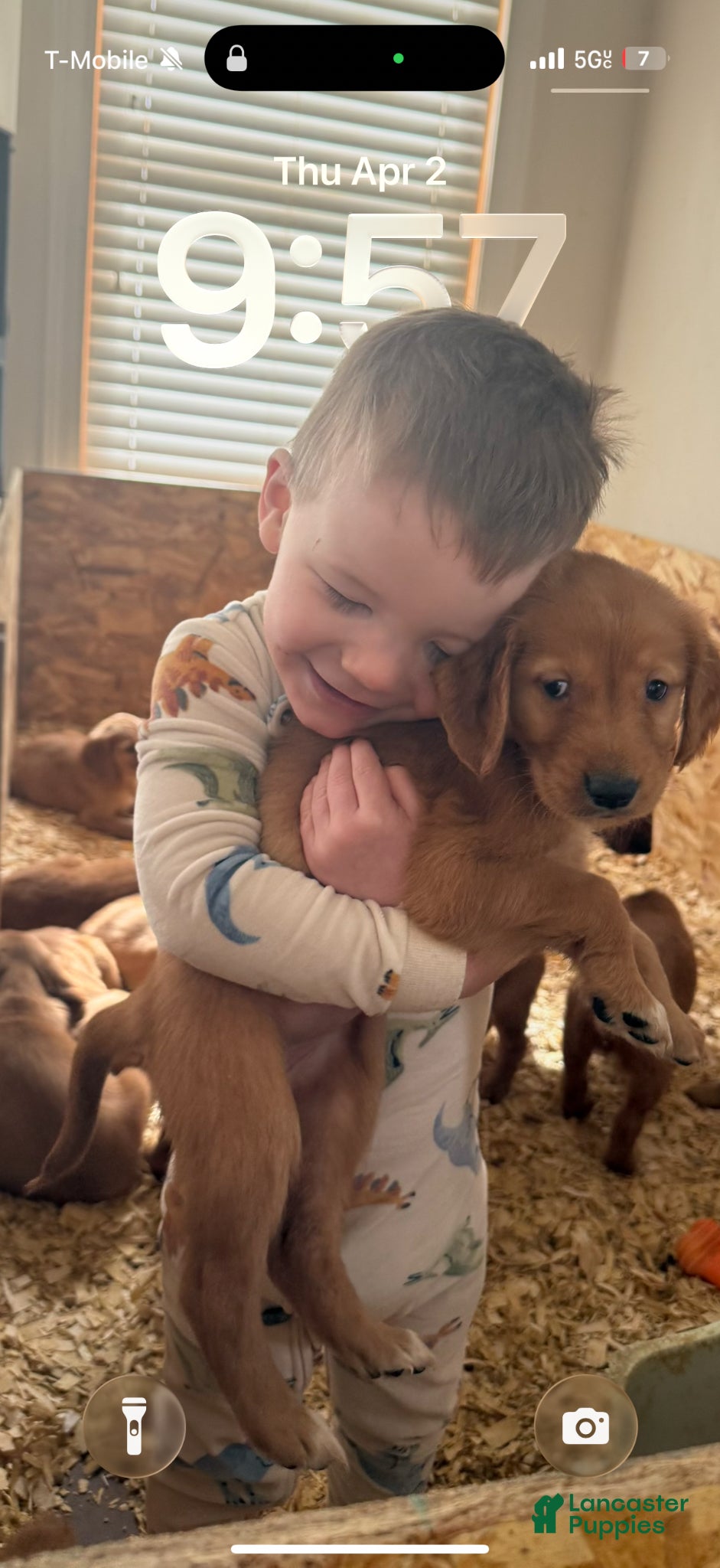 Golden Retriever dogs Golden Retriever Puppy 2 - Ad 36