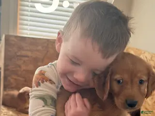 Golden Retriever dogs Golden Retriever Puppy 2 - Ad 36