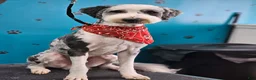 Sheepadoodle dogs for sale: Sheepadoodle Puppy 2 - Ad 4