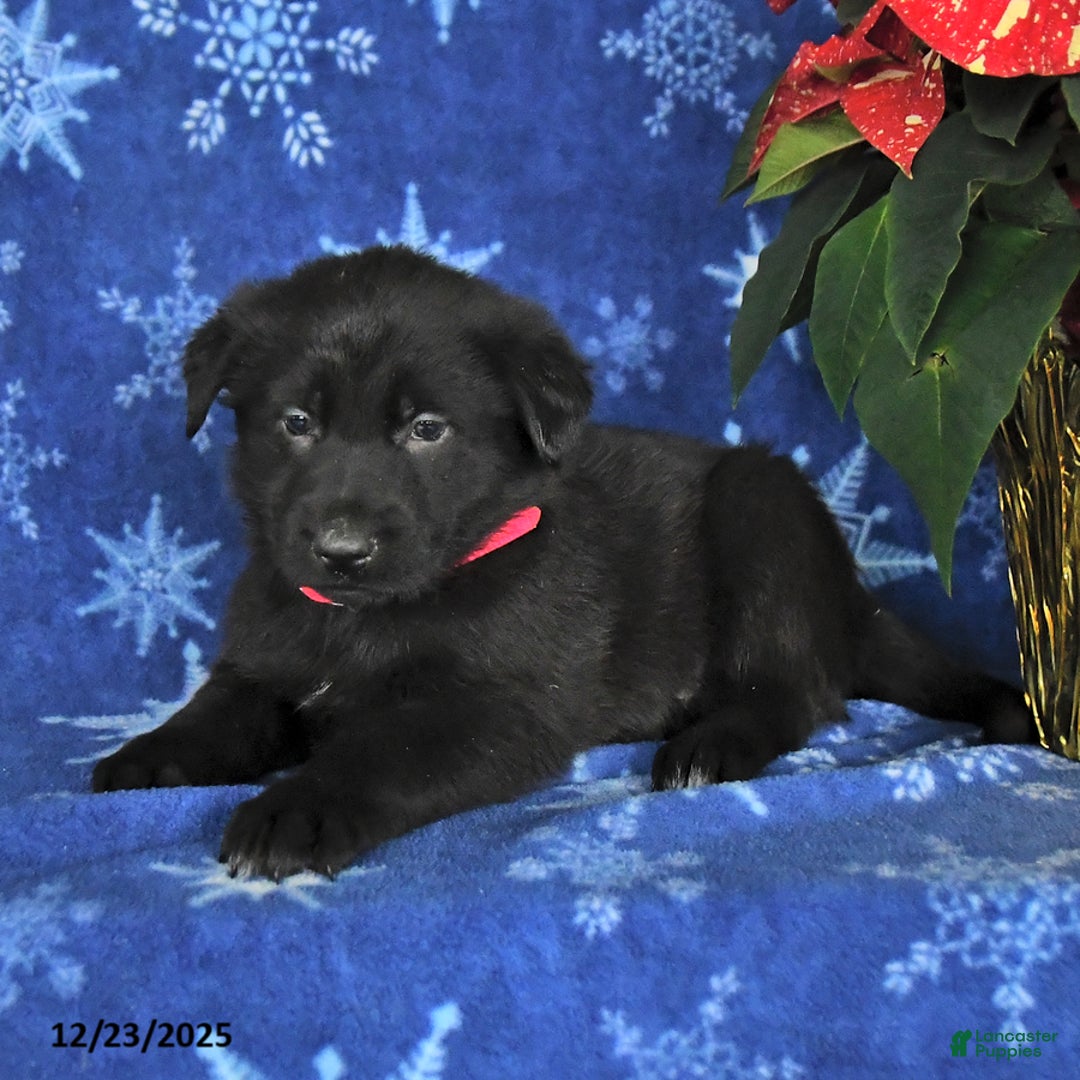 German Shepherd dogs for sale: Nash - Ad 2