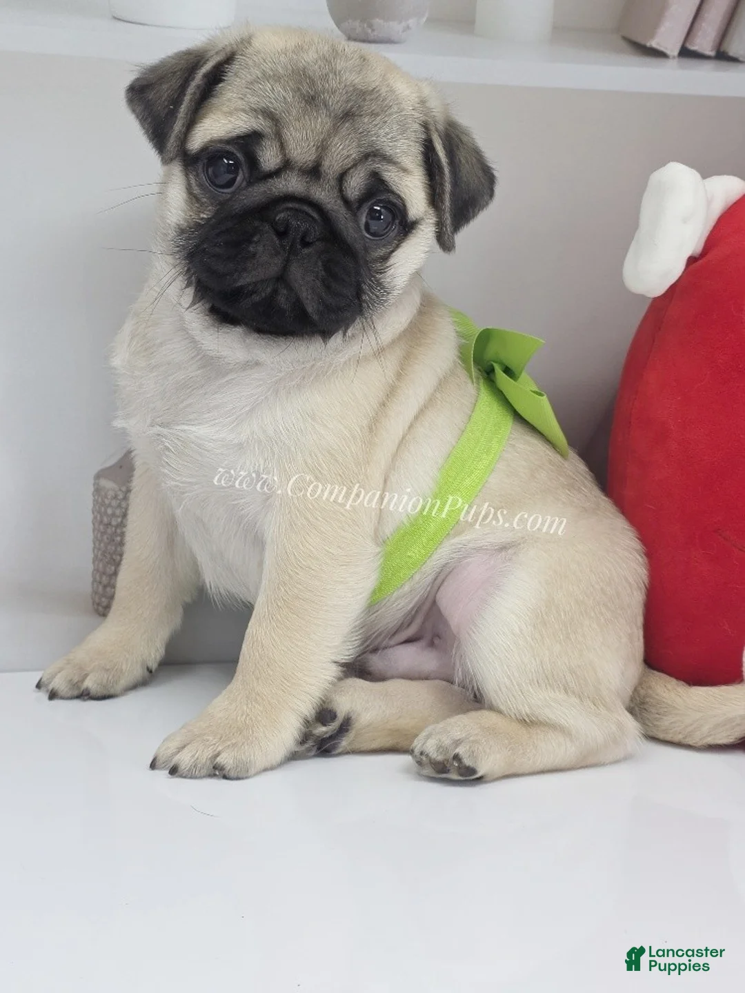Pug dogs for sale: Clover - Silver Fawn Pug Puppy - Ad 9