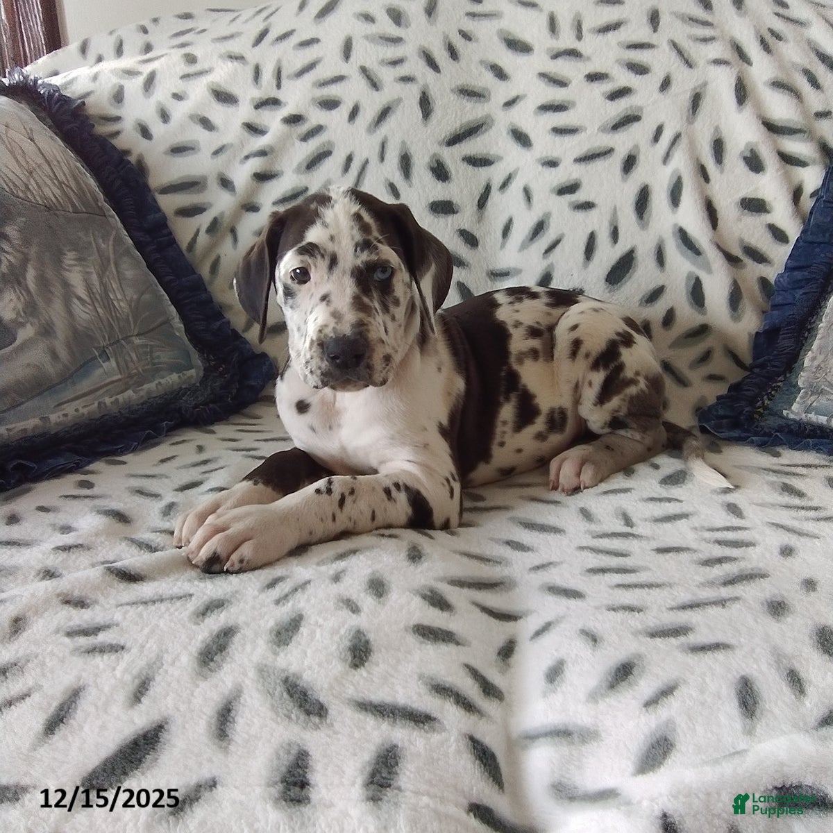 Great Dane dogs Kylie - Ad 7