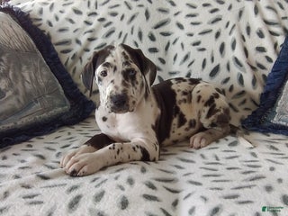 Great Dane dogs Kylie - Ad 29