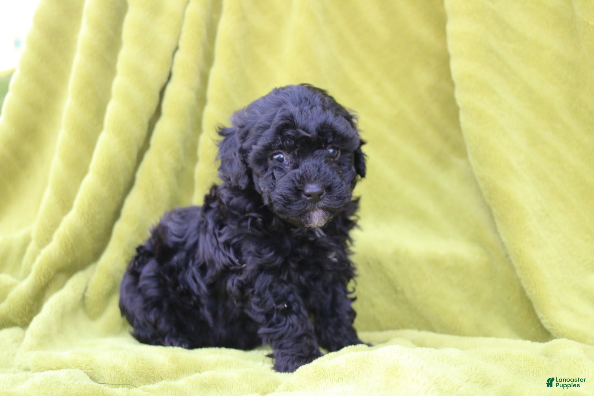 Toy Poodle dogs Sadie - Ad 2