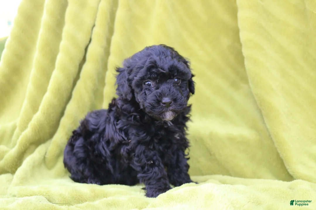 Toy Poodle dogs for sale: Sadie - Ad 2