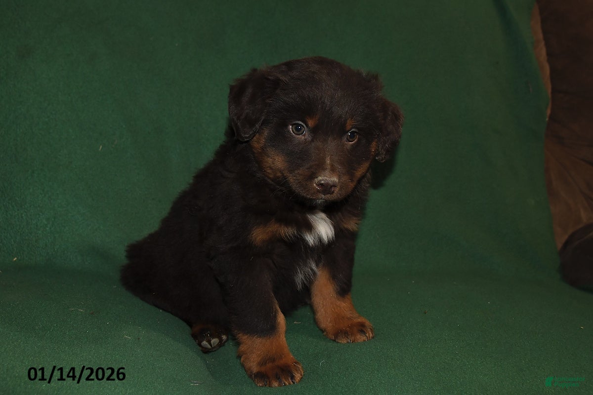 Mixed Breed dogs Blaze - Ad 2